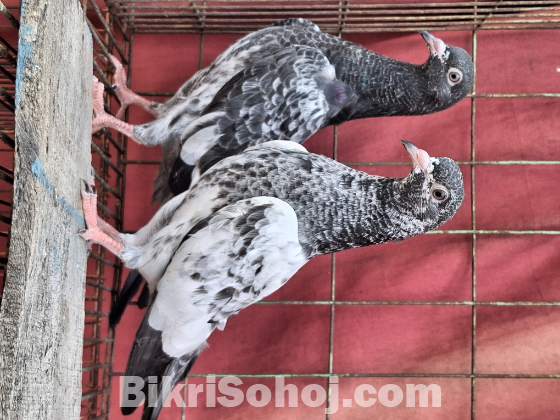 পাকিস্তানি কাসুরি বেবি